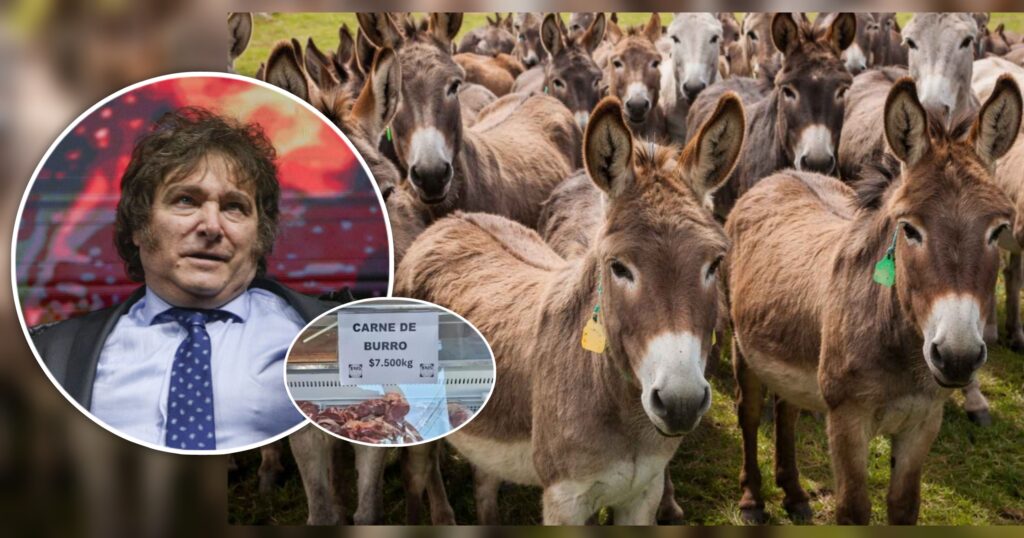Carne de burro: La alternativa de consumo de los hogares argentinos ante el colapso del poder adquisitivo en el gobierno de Javier Milei.